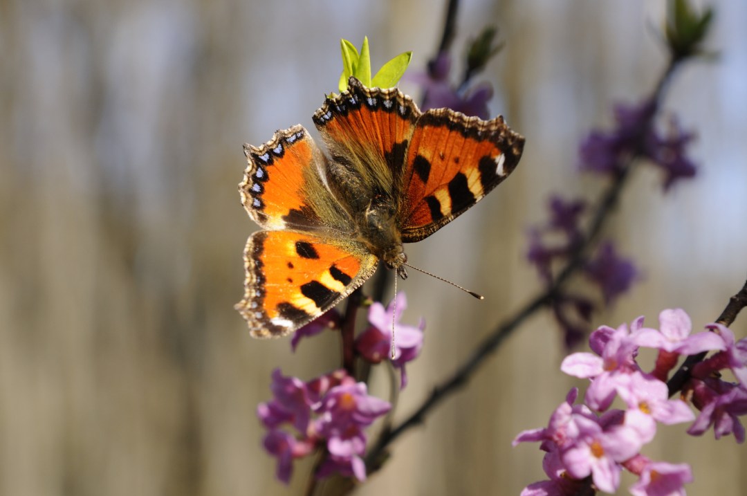 Get counting butterflies!