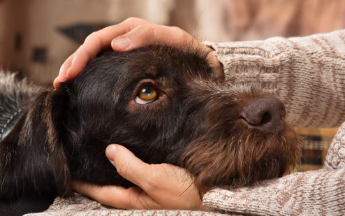 How dogs can help mental health