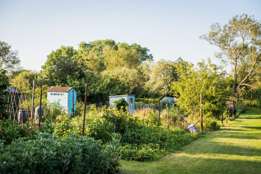 Mindfulness in gardening